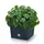 Prosperplast Rato Low 40 x 40 x 40,8 cm anthrazit
