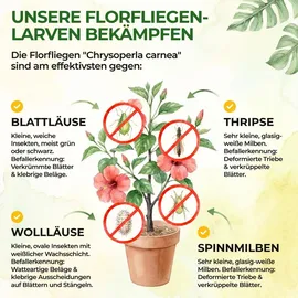 cubero gmbh Florfliegenlarven gegen Blattläuse & Wollläuse 1 Karte für 2 m2