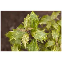Pflanzen Für Dich Osmanthus heterophyllus 'Tricolor', Duftblüte, buntes Laub,