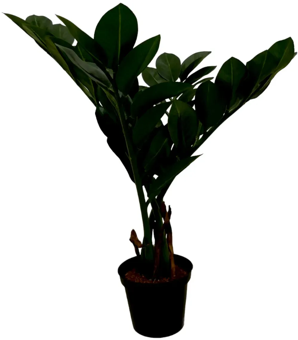 Zamioculcas 43cm im Topf 50Blatt Topf H7,5m  - grün