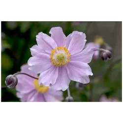 Anemone hupehensis 'September Charm', Herbst-Anemone, rosa, ca. 9x9 cm Topf