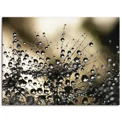 Wandbild ARTLAND "Nasser Löwenzahn", schwarz (farbe bild(er): schwarz), B:80cm H:60cm, Bilder, als Alubild, Outdoorbild, Leinwandbild, Poster, Wandaufkleber