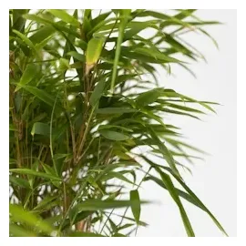 Plant in a Box - Fargesia nitida 'Gansu' - Höhe 50-70cm - Topf 17cm