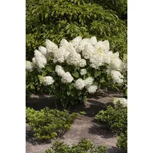 Pflanzen Für Dich Hydrangea paniculata Silver Dollar 60-80 cm