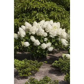 Pflanzen Für Dich Hydrangea paniculata Silver Dollar 60-80 cm