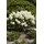 Pflanzen Für Dich Hydrangea paniculata Silver Dollar 60-80 cm