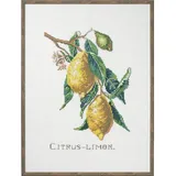 Eva Rosenstand Kreuzstich Set Citrus-Lemon Zählmuster