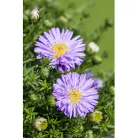 Pflanzen Für Dich Aster dumosus 'Prof.Anton Kippenberg', Kissen-Aster, violett,