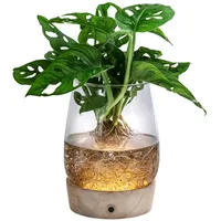 Dehner Waterplant Fensterblatt Kingston, im Glas, Ø Monstera adansonii,
