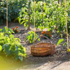 Relaxdays Bambusstäbe rund 150 cm 25 St.