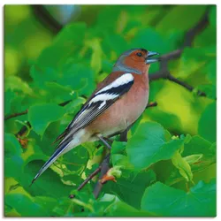Artland Wandbild »Buchfink Lied«, Vögel, (1 St.), als Leinwandbild, Poster in verschied. Größen Artland naturfarben