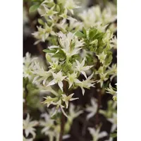 Pflanzen Für Dich Rhododendron atlanticum, Azalee, weiß-rosa Blüten, 40–50