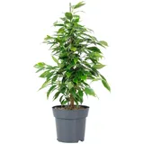 Flowerbox Birkenfeige 'Forever' - pflegeleichte Zimmerpflanze, Ficus benjamini - Höhe ca. 75 cm, Topf-Ø 17 cm