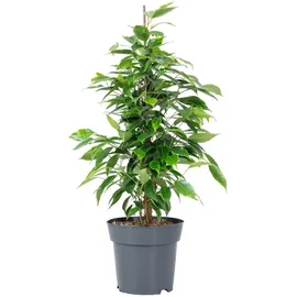 Flowerbox Birkenfeige 'Forever' - pflegeleichte Zimmerpflanze, Ficus benjamini - Höhe ca. 75 cm, Topf-Ø 17 cm