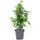Flowerbox Birkenfeige 'Forever' - pflegeleichte Zimmerpflanze, Ficus benjamini - Höhe ca. 75 cm, Topf-Ø 17 cm