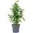 Flowerbox Birkenfeige 'Forever' - pflegeleichte Zimmerpflanze, Ficus benjamini - Höhe ca. 75 cm, Topf-Ø 17 cm