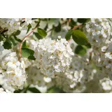PlantaPro Spiraea betulifolia 20-30 cm – Winterhart, Mehrjährig, Pflegeleicht – Birkenblättrige Spiere – Zierstrauch für Beet & Rabatte
