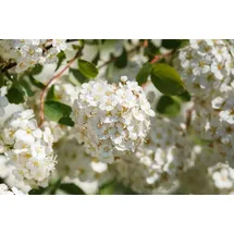 PlantaPro Spiraea betulifolia 20-30 cm – Winterhart, Mehrjährig, Pflegeleicht – Birkenblättrige Spiere – Zierstrauch für Beet & Rabatte