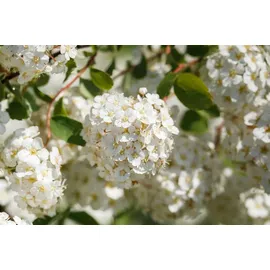 PlantaPro Spiraea betulifolia 20-30 cm – Winterhart, Mehrjährig, Pflegeleicht – Birkenblättrige Spiere – Zierstrauch für Beet & Rabatte