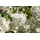 PlantaPro Spiraea betulifolia 20-30 cm – Winterhart, Mehrjährig, Pflegeleicht – Birkenblättrige Spiere – Zierstrauch für Beet & Rabatte