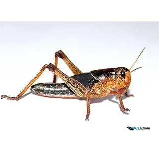 Feeders & More - Heuschrecken - Wanderheuschrecken KLEIN - 25 Stück - Lebendfutter Insekten Wanderheuschrecken - Futter für Reptilien, Bartagamen und Amphibien - Futterinsekten & Haustierfutter