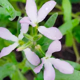 plantico Maciejka 5g Blumensamen für den Garten