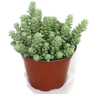 EXOTENHERZ Sedum morganianum burritum Affenschaukel - 12cm Topf