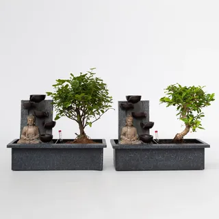 Plant in a Box - 2 Stk - Höhe 25-35cm - Topf 29cm