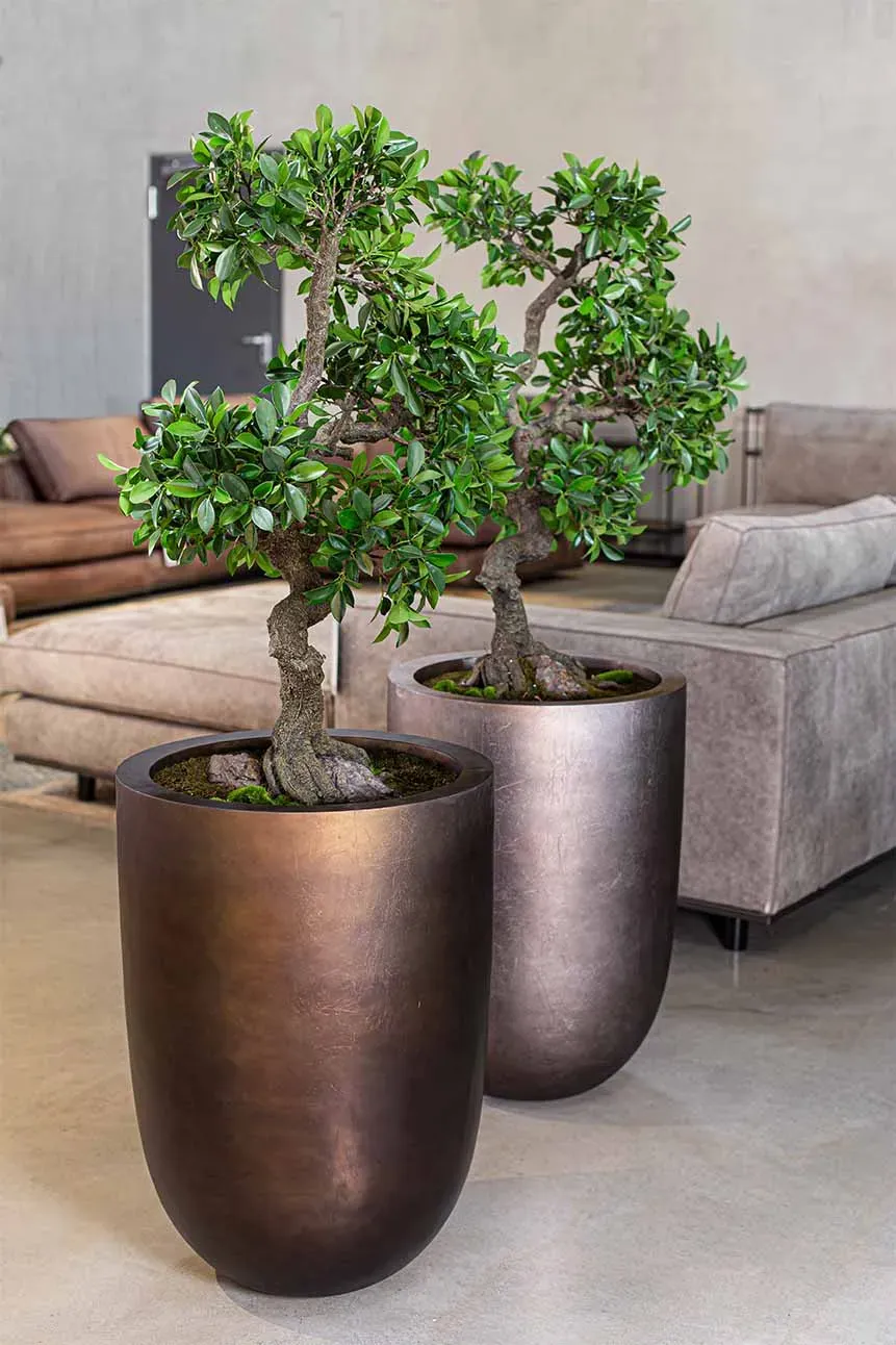 Chinesischer Feigenbaum, Ficus Bonsai Kunstpflanze