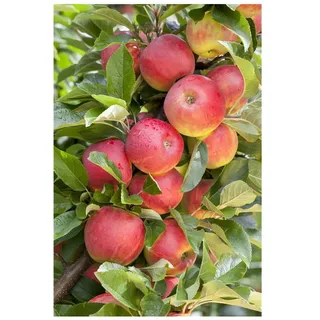 Pflanzen Für Dich Malus 'Elstar', Apfelbaum, 40 cm Stammhöhe