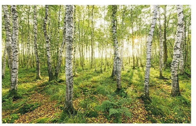 Komar Stefan Hefele Edition 1 Fototapete Birch Trees  (4 -tlg., B x H: 400 x 250 cm, Vlies)