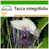 Saflax - Weiße Fledermausblume - 10 Samen - Mit keimfreiem Anzuchtsubstrat - Tacca integrifolia