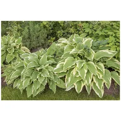 Hosta sieboldii, Funkie, grün-weiß, ca. 9x9 cm Topf