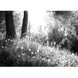 Papermoon Fototapete »Wald Schwarz & Weiß«, Vliestapete, hochwertiger Digitaldruck, inklusive Kleister