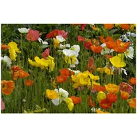 Pflanzen Für Dich Papaver nudicaule Islandmohn, ca. 9x9 cm