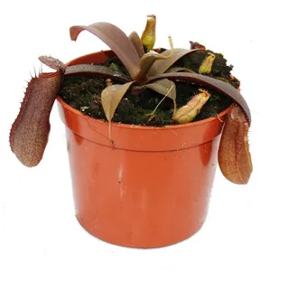 EXOTENHERZ Rotblättrige Kannenpflanze - Nepenthes - 9cm