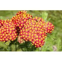 Pflanzen Für Dich Achillea filipendulina 'Feuerland' ca. 9x9 cm