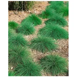 Festuca ovina, Schaf-Schwingel, ca. 9x9 cm Topf