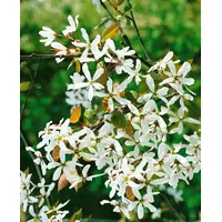 Pflanzen Für Dich Amelanchier alnifolia 'Robin Hill', Felsenbirne, 60–100