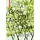 Birkhauser Growing Architecture
