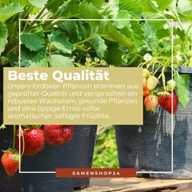 Dürr-Samen Monatserdbeeren Rügen