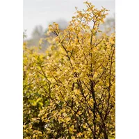 Pflanzen Für Dich Physocarpus opulifolius 'Nugget' Blasenspiere, goldgelb, 40–60