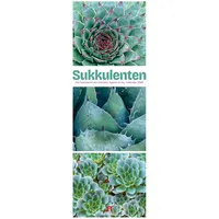 Ackermann Sukkulenten Triplet-Kalender 2026 | Kakteen, Agaven & Co