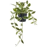 tinkaro Künstliche Zimmerpflanze Künstliche Hoya Carnosa Pflanze H:33 cm Grün, tinkaro, Höhe 33 cm grün