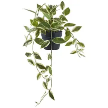tinkaro Künstliche Zimmerpflanze Künstliche Hoya Carnosa Pflanze H:33 cm Grün, tinkaro, Höhe 33 cm grün