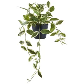 tinkaro Künstliche Zimmerpflanze Künstliche Hoya Carnosa Pflanze H:33 cm Grün, tinkaro, Höhe 33 cm grün