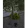 Star Trading LED Solar-Outdoor-Lichterkette Acryl 180 cm 10-tlg Bunt