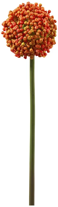 Allium L54D10,5cm 35Tips orange
