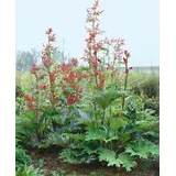 PlantaPro Obstpflanze Rheum palm. tanguticum