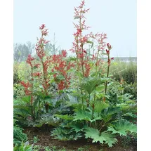 PlantaPro Obstpflanze Rheum palm. tanguticum